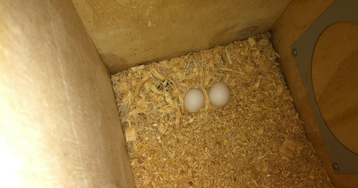 Parrot Breeding: Breeding Boxes / Nesting Boxes